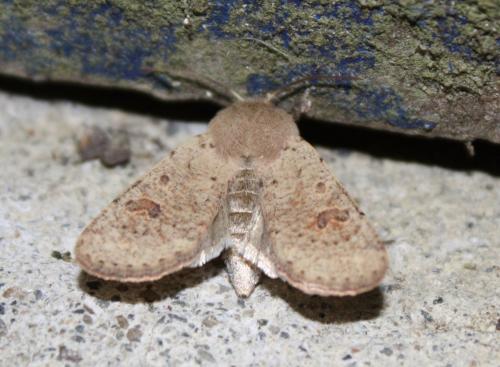 Réf. 205 022 : Orthosia cruda